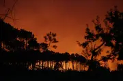 Incêndios florestais devastam sul da Europa com calor extremo
