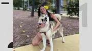 Investigação de envenenamento após morte de cão em praça de Linhares