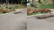 Jacaré 'Celso' e capivaras são flagrados juntos em parque de Cuiabá