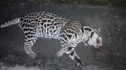 Jaguatirica morre atropelada na Mogi-Bertioga; orientações de segurança