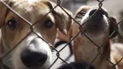 Justiça do Ceará manda plataformas removerem conteúdo de maus-tratos a animais
