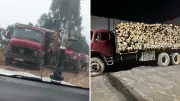 Ladrões de árvores são presos cortando floresta de eucalipto no PR