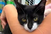 Ladrão usa filhote de gato em assalto a banco nos EUA