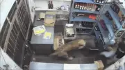 Leopardo invade loja de bebidas e ataca dois funcionários na Índia
