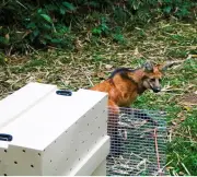 Lobo-guará resgatado em Itatiaia é devolvido à natureza