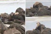 Lobo-marinho descansa 11h em praia de Mongaguá e volta ao mar sozinho