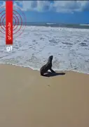 Lobo-marinho raro é flagrado em praia de Alagoas