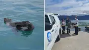 Lobo-marinho-sul-americano resgatado com ferimentos de pesca em SP