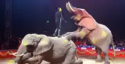 Última elefanta de circo de Portugal ganha santuário após 40 anos