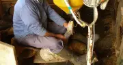 Lula sanciona lei que proíbe foie gras e alimentação forçada de animais