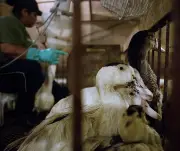 Lula sanciona lei que proíbe produção e venda de foie gras no Brasil