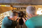 Macaé insemina 6 mil vacas gratuitamente e eleva padrão genético