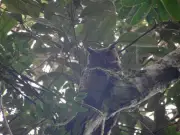 Maior coruja do Brasil, jacurutu é registrada em Valença, RJ