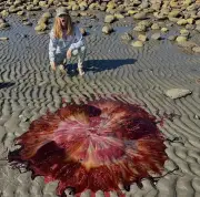 Maiores águas-vivas do mundo invadem praias dos EUA e geram alerta