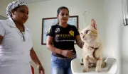 Manaus abre agendamento para castração gratuita de cães e gatos