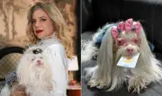Maria Antonieta, cadela de Pilar, rouba cena em 'Quem ama cuida'
