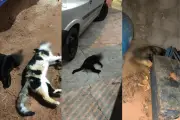 Maus-tratos: animais mortos com indícios de envenenamento em Lucélia (SP)
