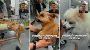 Medicina tradicional chinesa trata pets na China