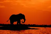Menino de 11 anos encontra dente de elefante pré-histórico de 1,8 milhão de anos na Inglaterra