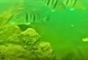 Mergulhador revela vida subaquática no Lago de Palmas; veja vídeo