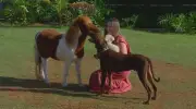 Mini-horses: criação vira fonte de renda e negócio no Brasil