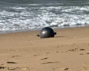 Mistério das 'bolas espaciais' na Austrália é desvendado: são partes de foguete