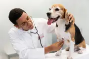 Montes Claros terá UBS Animal para cães e gatos em urgência