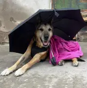 Morte de cão comunitário Cabezón, que viveu 22 anos na rua, comove San Luis