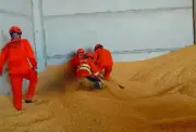 Motorista morre soterrado por carga de milho em fazenda em MT