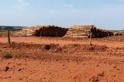 MPMS investiga impactos do eucalipto em nascentes e biodiversidade no leste de MS
