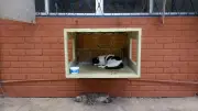MPT recomenda que UFPB impeça acesso de gatos a ambientes internos em 180 dias