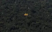 Mudança climática pode extinguir 34% das plantas usadas por indígenas na Amazônia