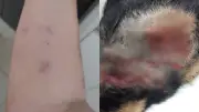 Mulher e cadela são atacadas por pit bull em Patos de Minas; tutor estava preso