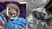 Mulher é presa por maus-tratos a animais e abandono de filho em Guarapari