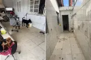 Mulher é presa por maus-tratos a dois cães no Guarujá