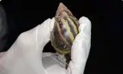 Mutirão do ICMBio em Noronha para capturar caramujo-africano