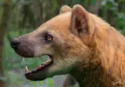 Nova espécie de 'cão-urso' de 16 milhões de anos é descoberta na Catalunha