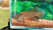 Nova espécie de peixe das nuvens descoberta na Caatinga em Penaforte (CE)
