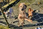 Nove cães resgatados de maus-tratos em sítio em Santos; homem preso e multado em R$ 27 mil