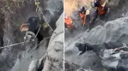 Novilha de quase 300 kg resgatada após dois dias presa em fenda no ES