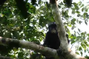 Novo macaco africano é descoberto no Congo após 20 anos
