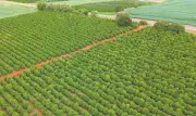 OMC expõe vulnerabilidade do Brasil em fertilizantes