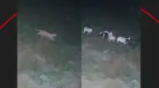 Onça-parda ataca rebanho e foge em Rio Claro; veja vídeo