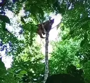 Onça-parda é avistada em área rural de Laje do Muriaé, no RJ