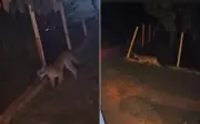 Onça-parda invade quintal e muda rotina em fazenda de Goiás