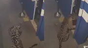 Onça-pintada é capturada no Paraná após 49 dias de monitoramento