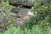 Onça-pintada com filhote é flagrada em passeio de barco em Corumbá