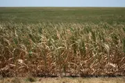 Onda de calor reduz previsão de safra de grãos na UE e Reino Unido em 9 milhões de toneladas