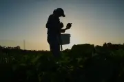 Ondas de calor extremo ameaçam colheitas e forçam adaptação de agricultores nos EUA