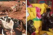 ONG em Campo Grande busca abrigo urgente para 400 animais